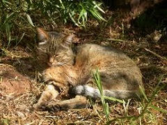The Hard Life of Alley Cats